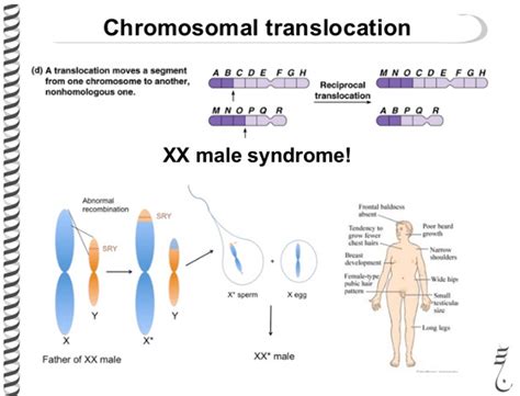 penes xx|XX male syndrome .